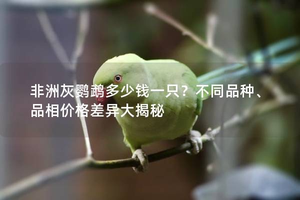 非洲灰鹦鹉多少钱一只？不同品种、品相价格差异大揭秘