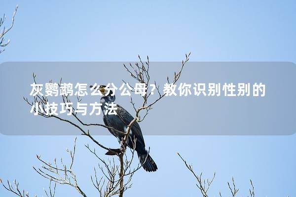 灰鹦鹉怎么分公母？教你识别性别的小技巧与方法