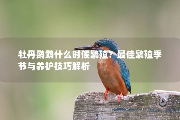 牡丹鹦鹉什么时候繁殖？最佳繁殖季节与养护技巧解析