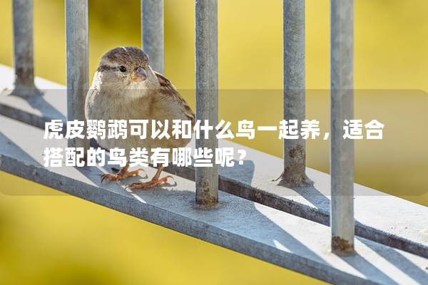 虎皮鹦鹉可以和什么鸟一起养，适合搭配的鸟类有哪些呢？