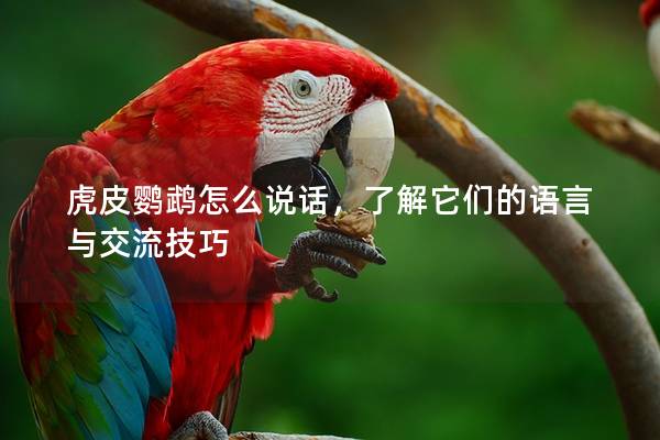 虎皮鹦鹉怎么说话，了解它们的语言与交流技巧