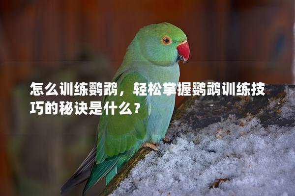 怎么训练鹦鹉，轻松掌握鹦鹉训练技巧的秘诀是什么？