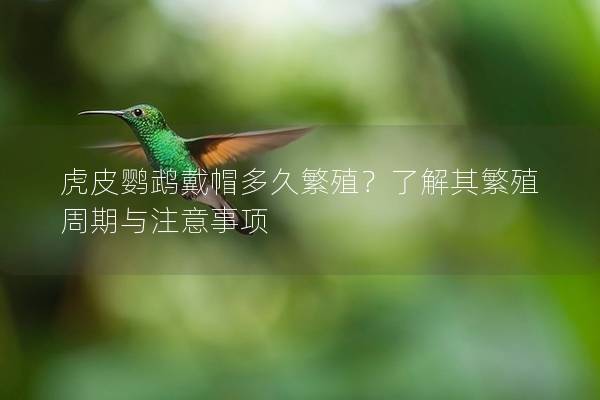 虎皮鹦鹉戴帽多久繁殖？了解其繁殖周期与注意事项