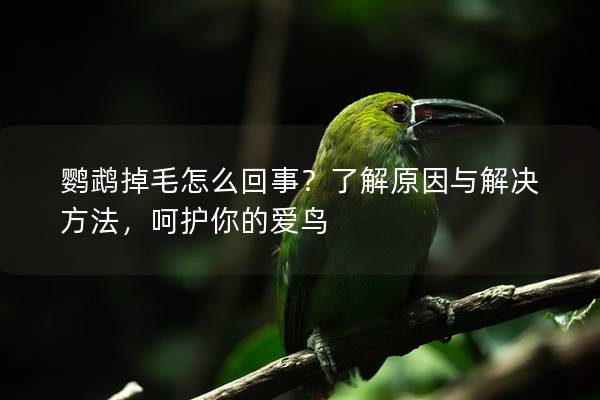 鹦鹉掉毛怎么回事？了解原因与解决方法，呵护你的爱鸟