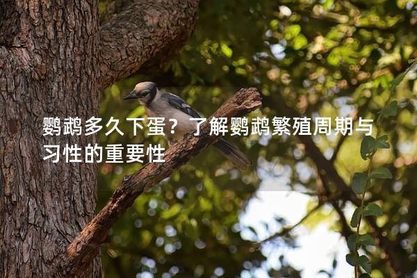 鹦鹉多久下蛋？了解鹦鹉繁殖周期与习性的重要性