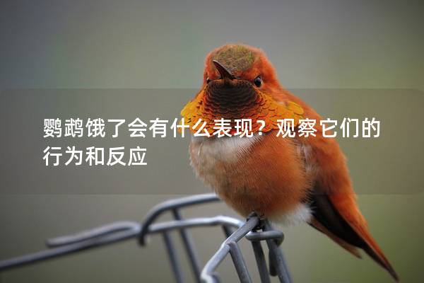 鹦鹉饿了会有什么表现？观察它们的行为和反应