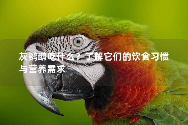 灰鹦鹉吃什么？了解它们的饮食习惯与营养需求