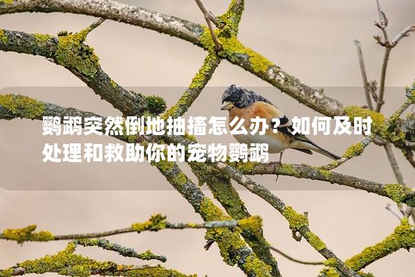 鹦鹉突然倒地抽搐怎么办？如何及时处理和救助你的宠物鹦鹉