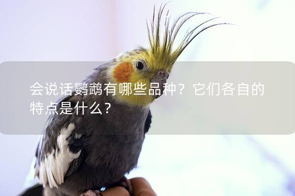 会说话鹦鹉有哪些品种？它们各自的特点是什么？