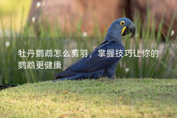 牡丹鹦鹉怎么剪羽，掌握技巧让你的鹦鹉更健康