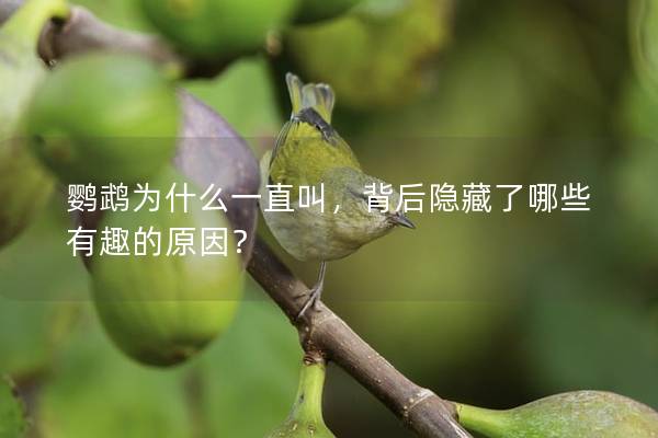 鹦鹉为什么一直叫，背后隐藏了哪些有趣的原因？