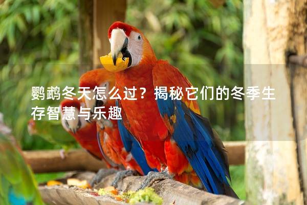 鹦鹉冬天怎么过？揭秘它们的冬季生存智慧与乐趣