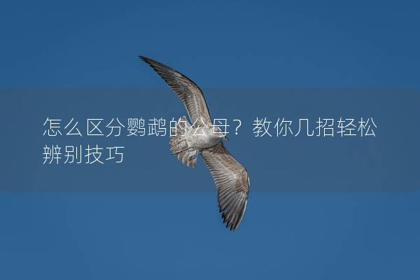 怎么区分鹦鹉的公母？教你几招轻松辨别技巧