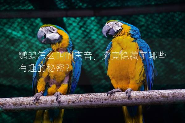 鹦鹉怎么叫的声音，究竟隐藏了哪些有趣的秘密？