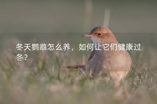 冬天鹦鹉怎么养，如何让它们健康过冬？