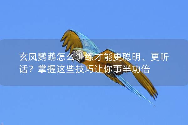 玄凤鹦鹉怎么训练才能更聪明、更听话？掌握这些技巧让你事半功倍