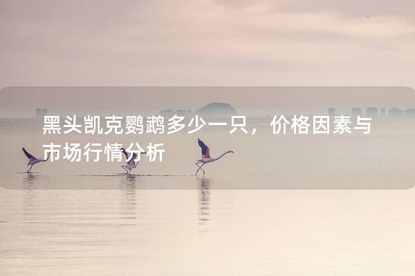 黑头凯克鹦鹉多少一只，价格因素与市场行情分析