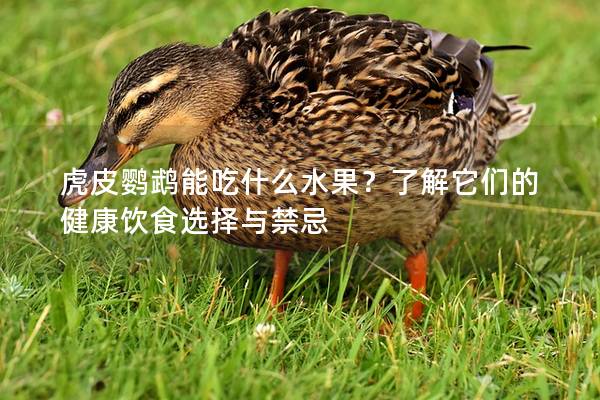 虎皮鹦鹉能吃什么水果？了解它们的健康饮食选择与禁忌