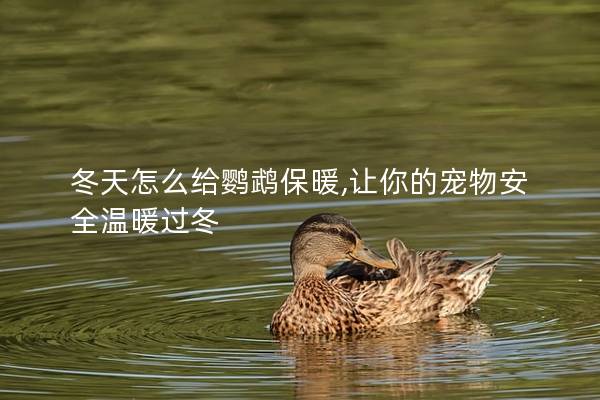 冬天怎么给鹦鹉保暖,让你的宠物安全温暖过冬