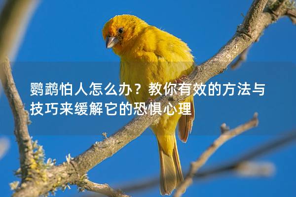 鹦鹉怕人怎么办？教你有效的方法与技巧来缓解它的恐惧心理