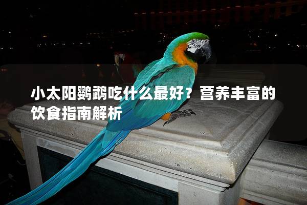 小太阳鹦鹉吃什么最好？营养丰富的饮食指南解析