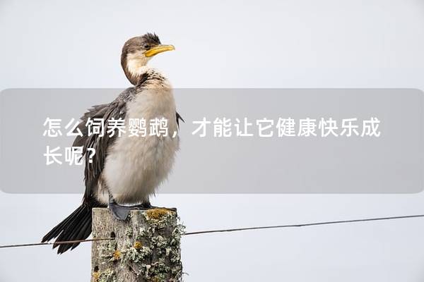 怎么饲养鹦鹉，才能让它健康快乐成长呢？