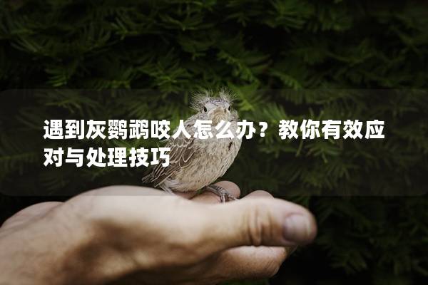 遇到灰鹦鹉咬人怎么办？教你有效应对与处理技巧