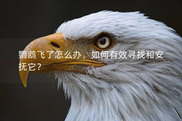 鹦鹉飞了怎么办，如何有效寻找和安抚它？
