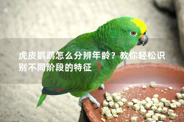 虎皮鹦鹉怎么分辨年龄？教你轻松识别不同阶段的特征