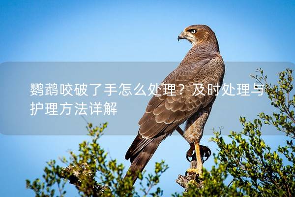 鹦鹉咬破了手怎么处理？及时处理与护理方法详解