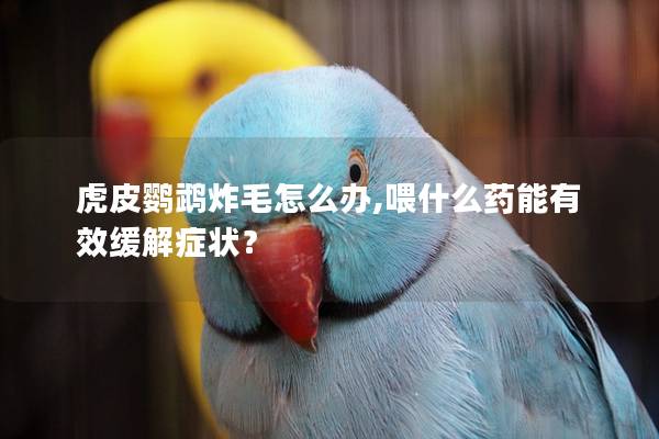 虎皮鹦鹉炸毛怎么办,喂什么药能有效缓解症状？