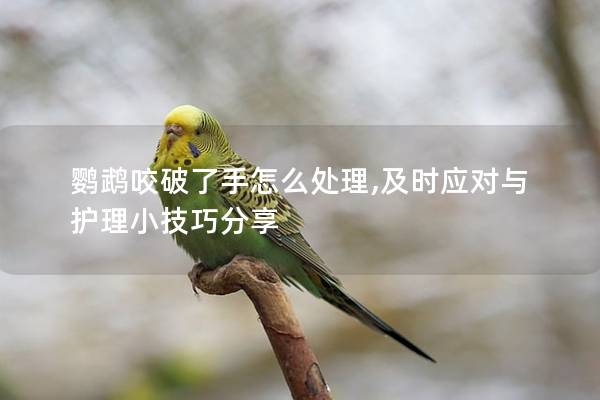 鹦鹉咬破了手怎么处理,及时应对与护理小技巧分享
