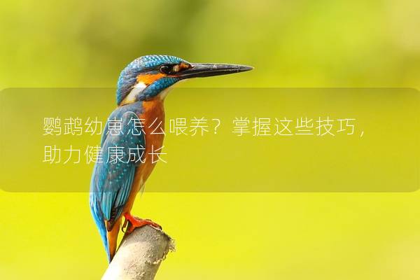 鹦鹉幼崽怎么喂养？掌握这些技巧，助力健康成长
