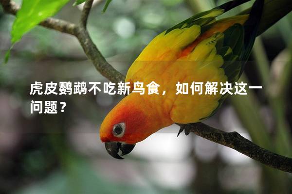虎皮鹦鹉不吃新鸟食，如何解决这一问题？