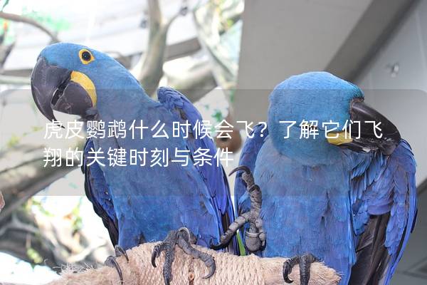 虎皮鹦鹉什么时候会飞？了解它们飞翔的关键时刻与条件