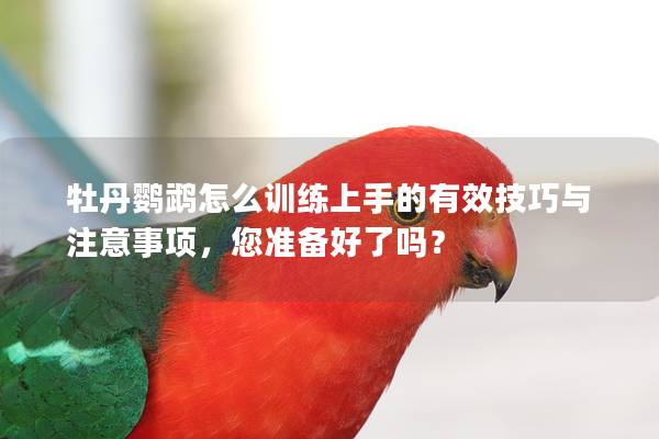 牡丹鹦鹉怎么训练上手的有效技巧与注意事项，您准备好了吗？