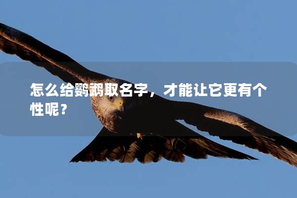 怎么给鹦鹉取名字，才能让它更有个性呢？