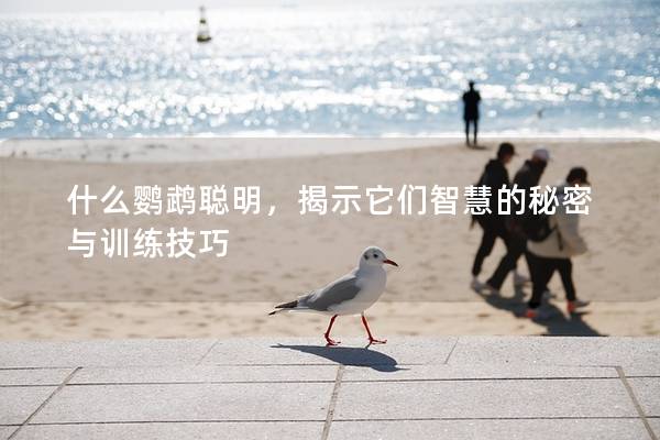 什么鹦鹉聪明，揭示它们智慧的秘密与训练技巧