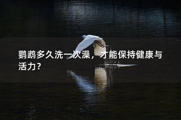 鹦鹉多久洗一次澡，才能保持健康与活力？