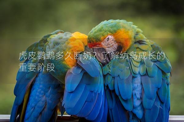 虎皮鹦鹉多久断奶？了解幼鸟成长的重要阶段