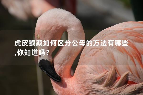 虎皮鹦鹉如何区分公母的方法有哪些,你知道吗？