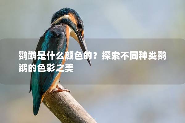鹦鹉是什么颜色的？探索不同种类鹦鹉的色彩之美