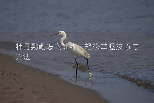 牡丹鹦鹉怎么训练，轻松掌握技巧与方法