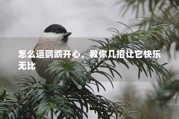 怎么逗鹦鹉开心，教你几招让它快乐无比