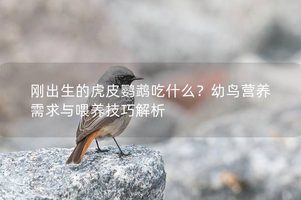 刚出生的虎皮鹦鹉吃什么？幼鸟营养需求与喂养技巧解析