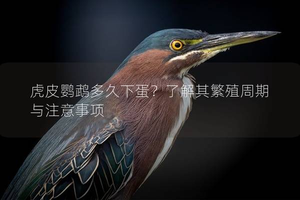虎皮鹦鹉多久下蛋？了解其繁殖周期与注意事项