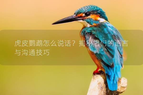虎皮鹦鹉怎么说话？揭秘它们的语言与沟通技巧