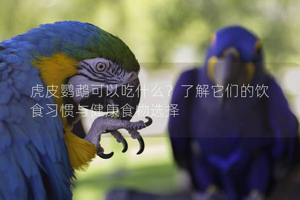 虎皮鹦鹉可以吃什么？了解它们的饮食习惯与健康食物选择
