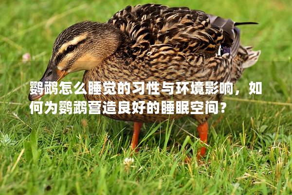 鹦鹉怎么睡觉的习性与环境影响，如何为鹦鹉营造良好的睡眠空间？