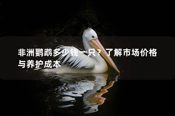 非洲鹦鹉多少钱一只？了解市场价格与养护成本